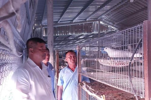 Nuôi bồ câu, ông nông dân Long An hưởng 'lương cao' 20 triệu/tháng