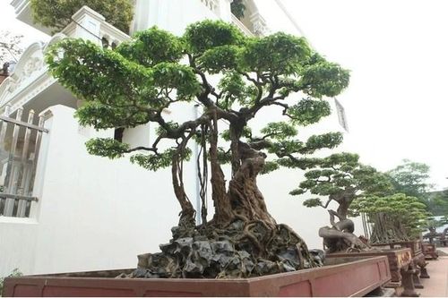 Vườn cây cảnh độc nhất vô nhị của đại gia Phú Thọ