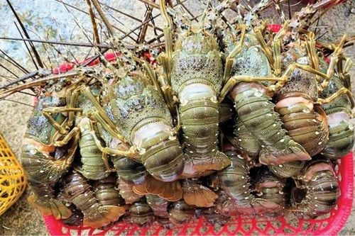 Tin tức kinh tế ngày 1/7: Xuất khẩu tôm hùm tăng kỷ lục
