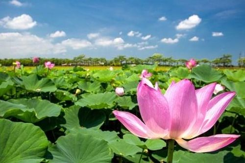 Mùa hè được xem là thời điểm đến Đài Loan ngắm hoa lý tưởng nhất