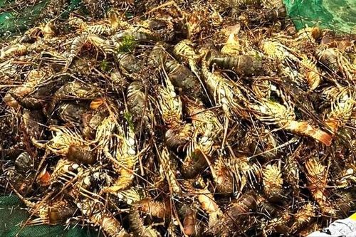 Phú Yên: Tôm hùm, cá lồng lại chết hàng loạt