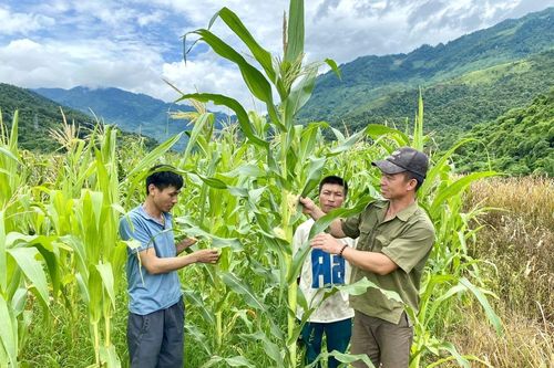 Chủ động phòng trừ châu chấu tre lưng vàng