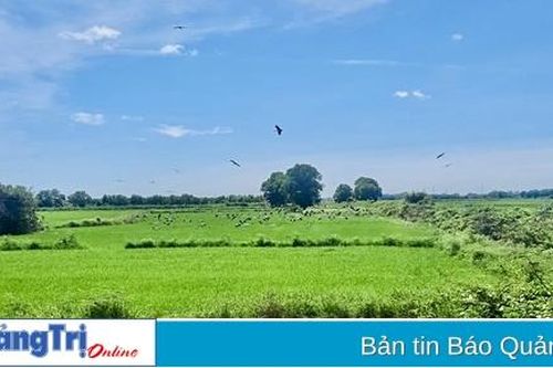 Xuất hiện đàn cò nhạn hàng trăm con tại xã Thanh An