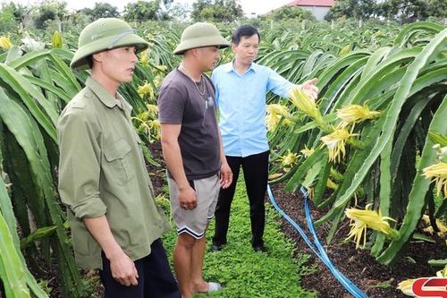 Chiềng Mung chuyển đổi cơ cấu cây trồng theo hướng hàng hóa
