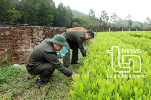 Phú Lương: Trồng rừng đạt 109% kế hoạch năm