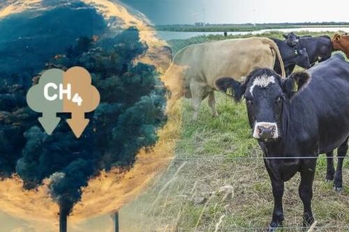 Đan Mạch là quốc gia đầu tiên đánh thuế phát thải khí nhà kính với chăn nuôi gia súc