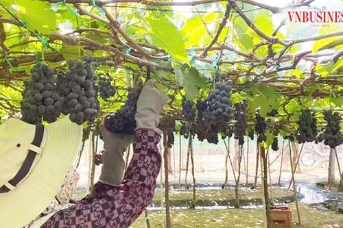 Từ cao nguyên Nà Sản đến ngoại ô Hà Nội, nông dân đang đồng loạt 'thắng đậm' với giống nho ngon nhất thế giới