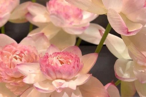 Phật pháp trong cuộc sống