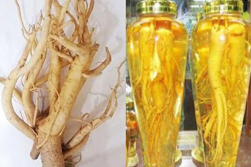 1kg đinh lăng tươi ngâm bao nhiêu lít rượu?