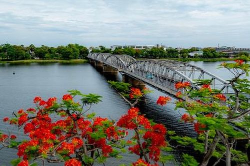 Cố đô Huế rực rỡ mùa phượng vĩ nở hoa