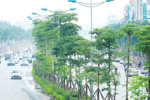 Cây xanh trong thành phố