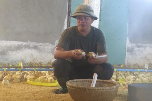 Hải Phòng: Anh nông dân làm giàu từ mô hình trang trại gà khép kín