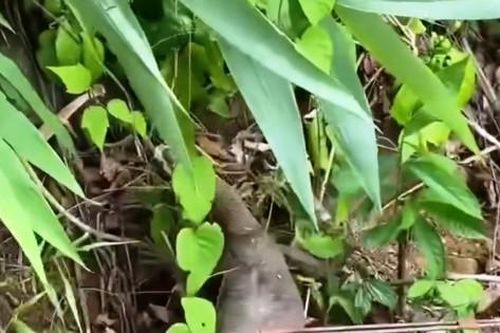 Thả động vật hoang dã quý hiếm vào Vườn Quốc gia Bạch Mã