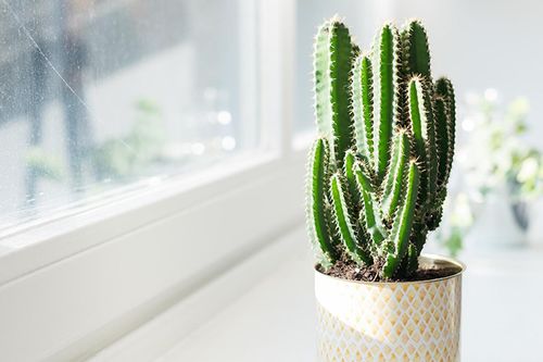 5 loại cây quen thuộc không tốn công chăm sóc vừa đẹp nhà vừa tốt phong thủy