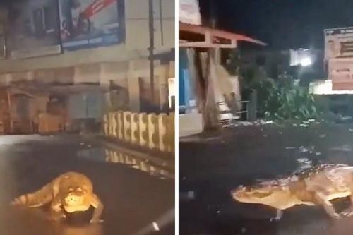 Cá sấu 'tản bộ' gây náo loạn đường phố Ấn Độ sau mưa lớn