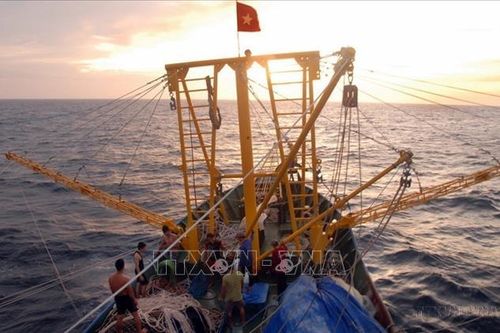 Chuyên gia đề xuất cách thức hợp tác với Việt Nam để bảo tồn cá răng ở Nam Cực