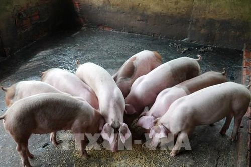 Không để dịch bệnh dai dẳng kéo dài trên đàn vật nuôi