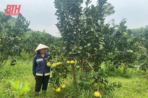 Thường Xuân phát triển cây ăn quả tập trung