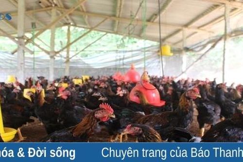 Chàng trai người Mường nuôi gà 'chạy bộ' kiếm lời 300 triệu đồng mỗi năm