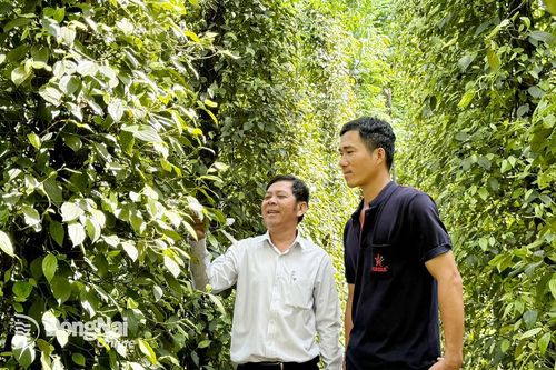 'Bội thu' từ nuôi dê trong vườn tiêu