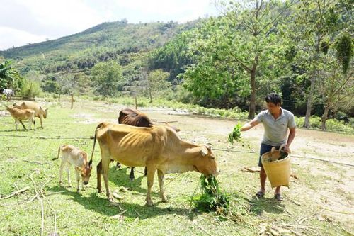 Khánh Sơn: Hỗ trợ phát triển sản xuất, đa dạng sinh kế cho cộng đồng