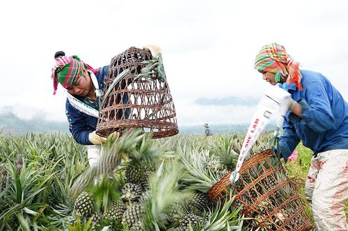 Tân Uyên mùa dứa ngọt