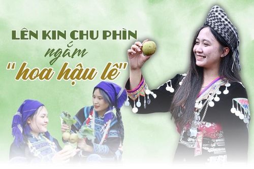 Lên Kin Chu Phìn ngắm 'hoa hậu lê'