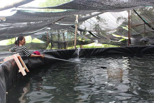 Nâng cao giá trị kinh tế thủy sản đặc sản