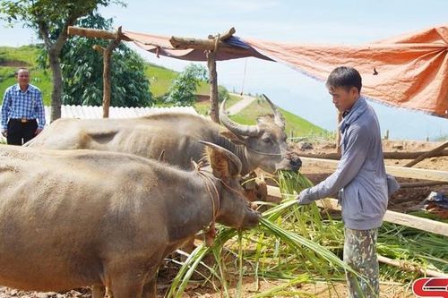 Quyết liệt phòng, chống dịch bệnh gia súc, gia cầm