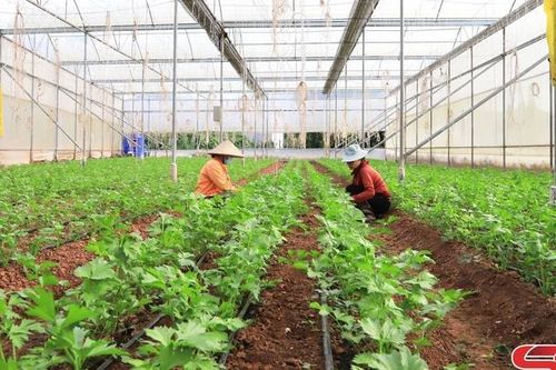 Mộc Châu mở rộng diện tích trồng rau an toàn