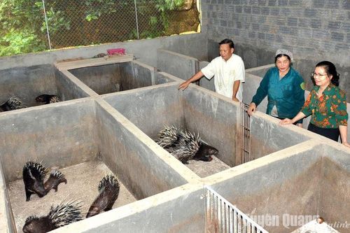 'Bóng cả' tạo niềm tin