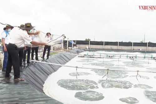 Chuyện làm giàu 'có một không hai' tại các câu lạc bộ nông dân tỷ phú ở Bến Tre