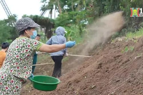 Cải tạo cảnh quan bờ vở sông Hồng