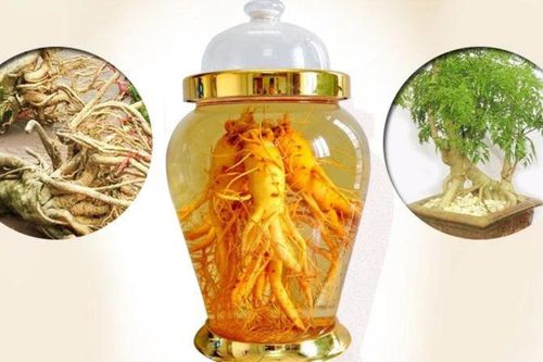 Cách ủ rượu đinh lăng