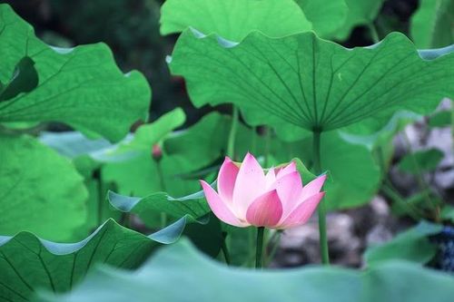 3 vị thuốc giúp giải nhiệt cho cơ thể
