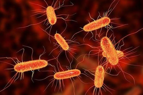 Biểu hiện nhiễm khuẩn E.coli, cách phòng tránh nhiễm E.coli trong mùa hè