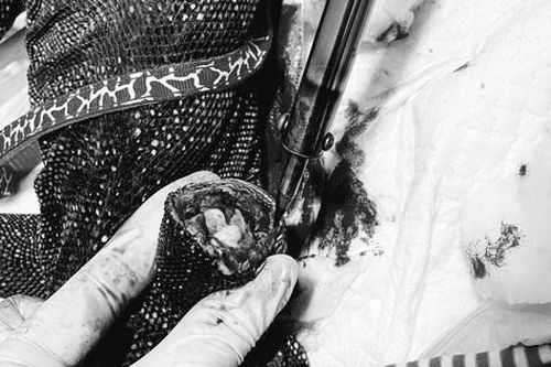 Phẫu thuật cứu động vật quý hiếm ở Tây Nguyên