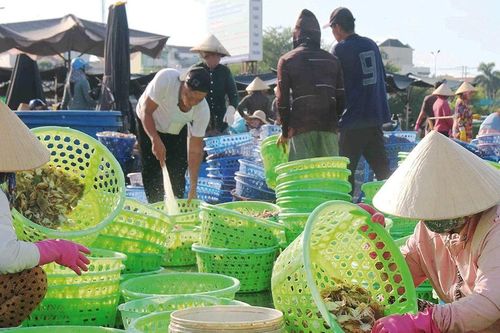 Ngư dân Bình Thuận thất thu vụ cá Nam