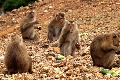 Đàn khỉ quý hiếm trên 'đảo khỉ' giữa lòng hồ Ngàn Trươi