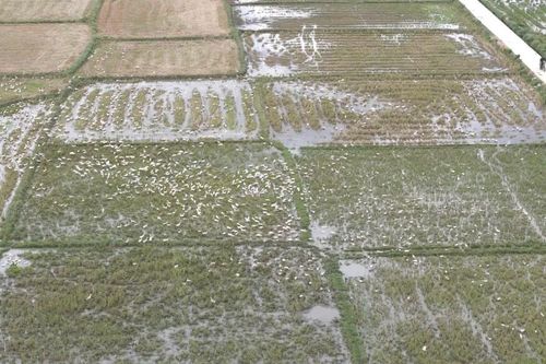 Nuôi vịt chạy đồng, nâng cao hiệu quả kinh tế