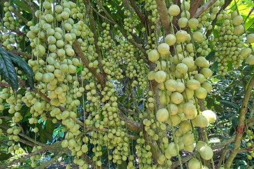 Trải nghiệm miệt vườn sông nước miền Tây ở Vĩnh Long