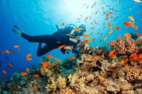 Côn Đảo dừng bơi, lặn biển để bảo vệ san hô từ ngày 1/7