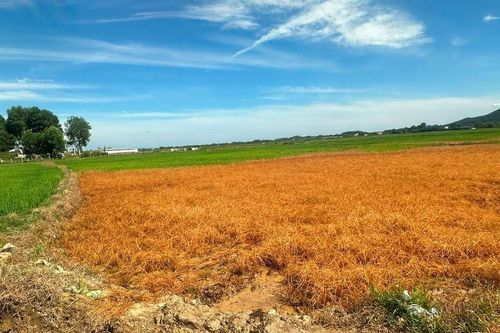 Tràn dầu ra ruộng làm chết lúa của người dân ở Hà Tĩnh
