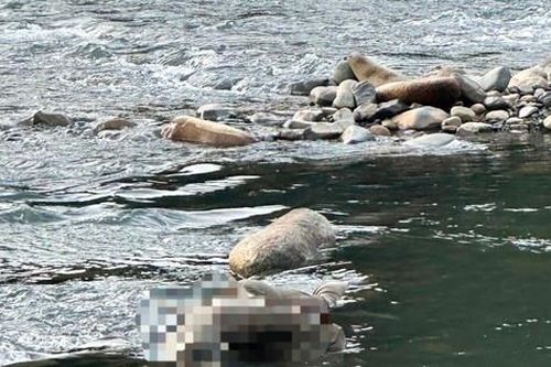 Phát hiện thi thể nam giới mắc kẹt tại tảng đá trên sông Đạ Huoai ở Lâm Đồng