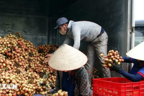Bắc Giang: Doanh thu từ vải thiều vẫn tăng dù sản lượng giảm hơn 50%