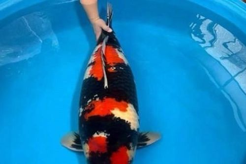 Con cá Koi 'độc nhất vô nhị' của 8x xứ Huế được định giá trên 1 tỷ đồng