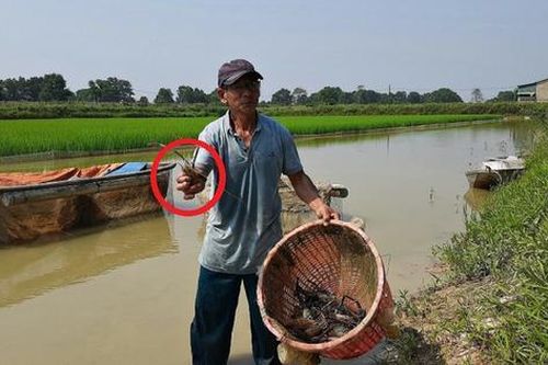Anh nông dân cứ mỗi năm bỏ túi 12 tỷ nhờ nuôi con 'hiền lành như đất'