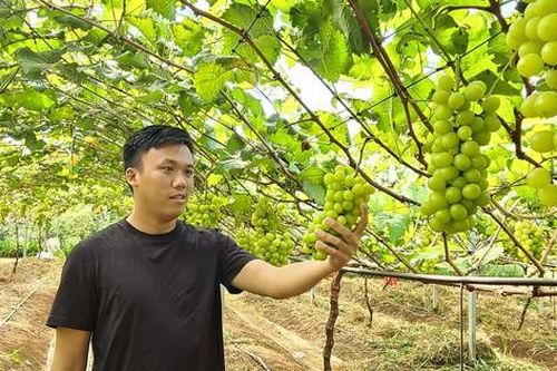 Độc đáo vườn nho mẫu đơn tiền tỷ trên vùng đất khó