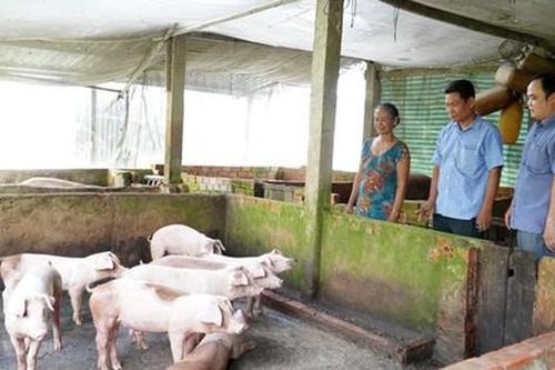 Kiên Giang phát triển công nghiệp chế biến thức ăn chăn nuôi