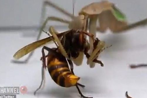 Clip: Con ong bắp cày khổng lồ châu Á gặp phải đối thủ 'cứng', bị xơi tái trong vòng 20s